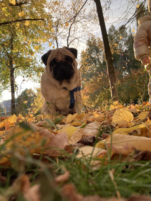 Вязка собак породы мопс