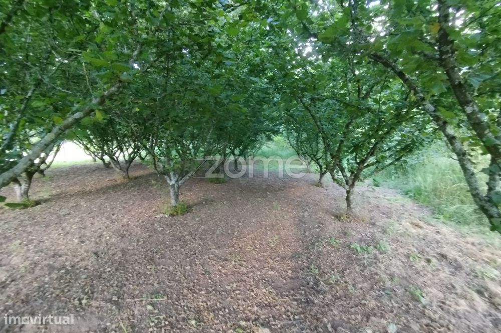 Terreno, Viseu