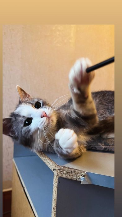 Отдам серо-белого котенка, девочка, 5 месяцев