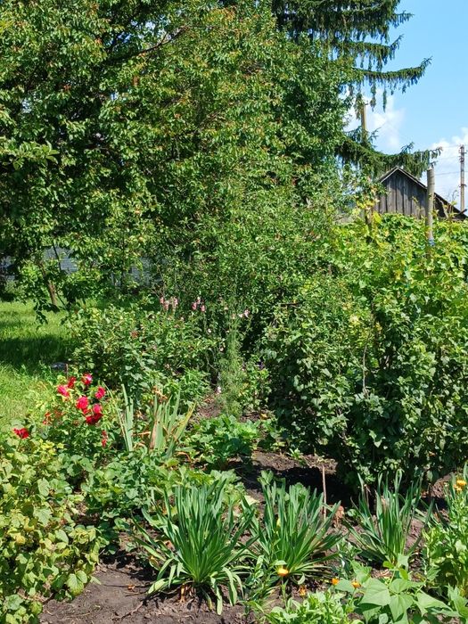 Продам дачу в селі Богданівка