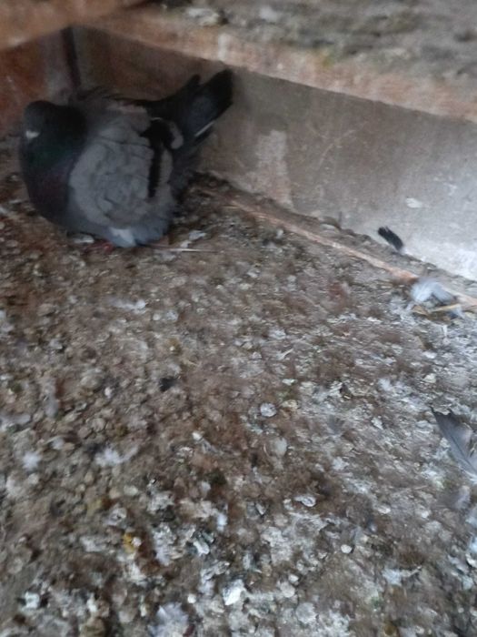 Sprzedam gołębie mondainy