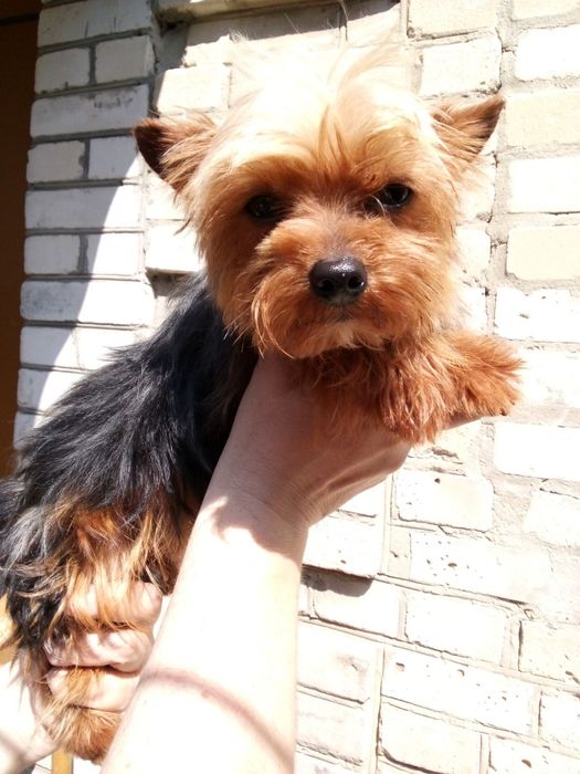 Вязка мини йорчик.