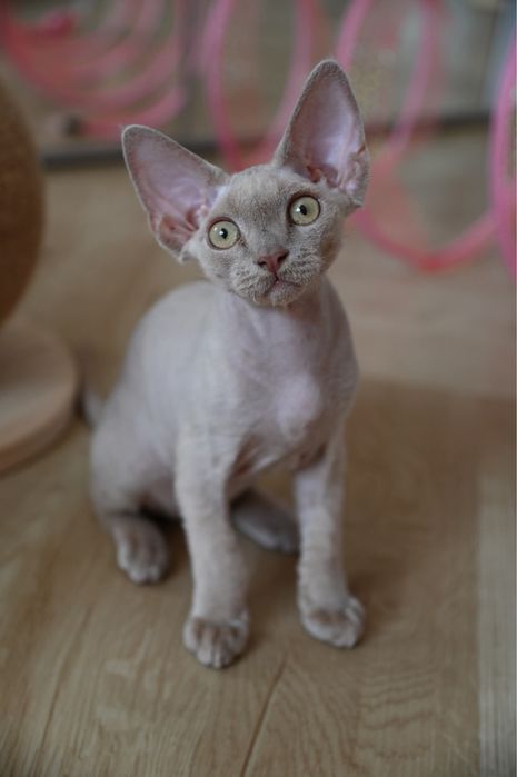 Kocurek Devon Rex