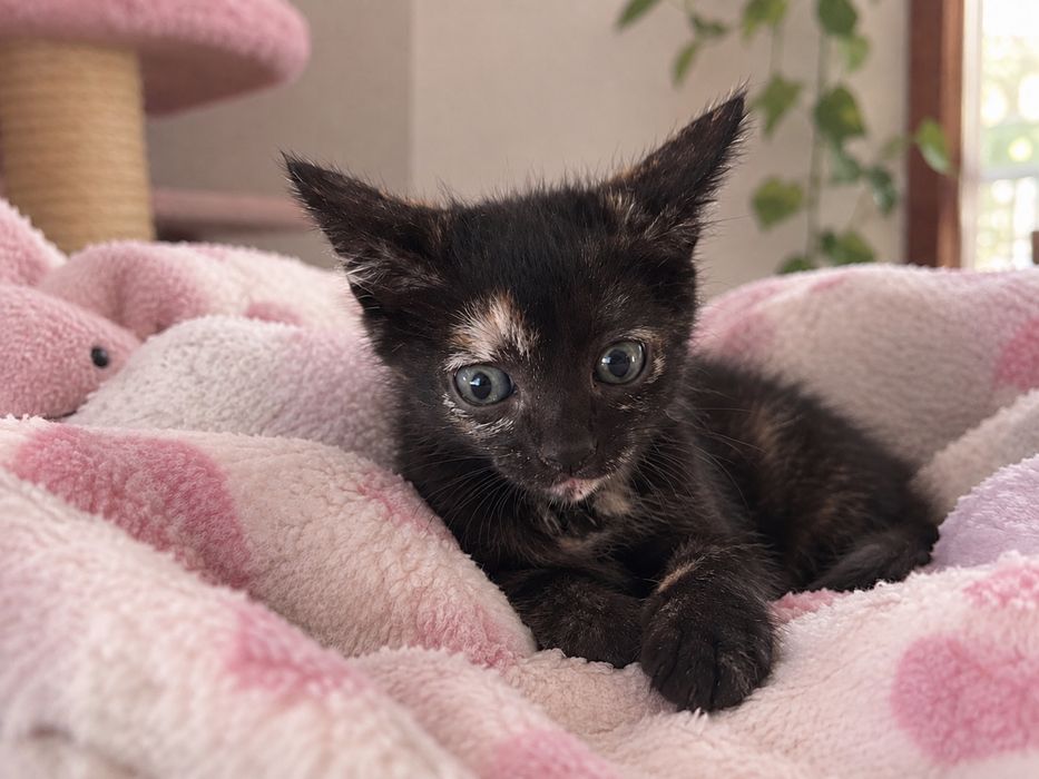 Lindas bebés de 2 meses