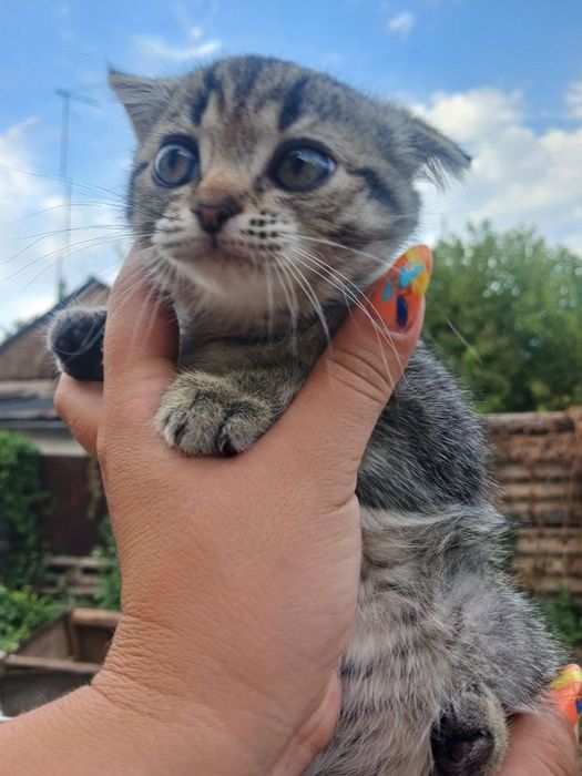 Продам шотландскуя вислоухую