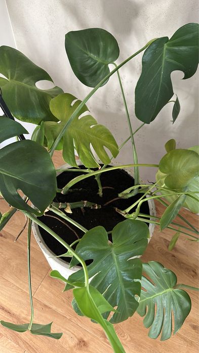 Donica dotee betonowa okrągła beton architektoniczny doniczka osłonka