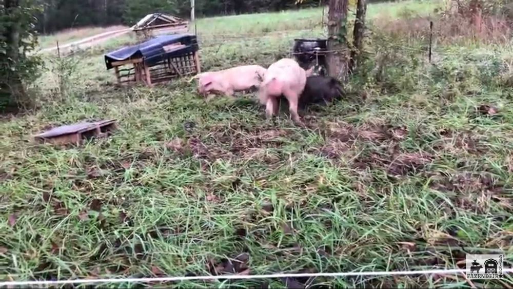 Leitões/Porcos/Porcas