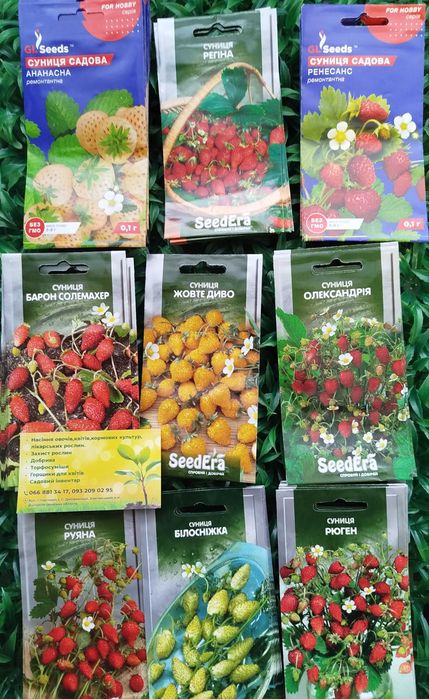 Семена земляники клубники Ремонтантные сорта Регина Ананасная Али баба