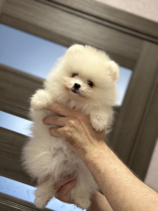 Померанский шпиц мальчик