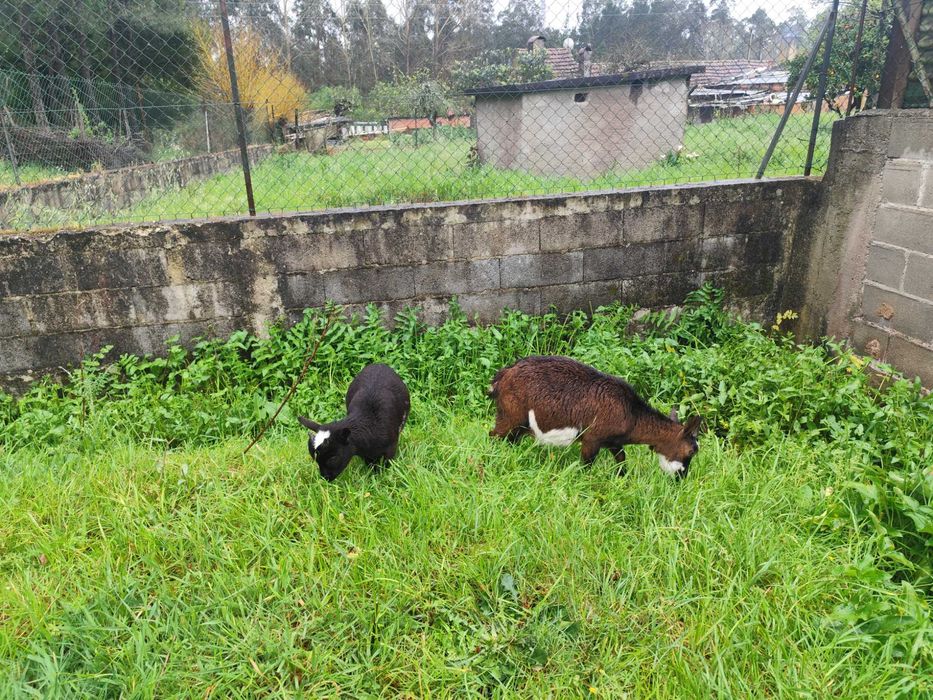 Vende-se Cabras anãs
