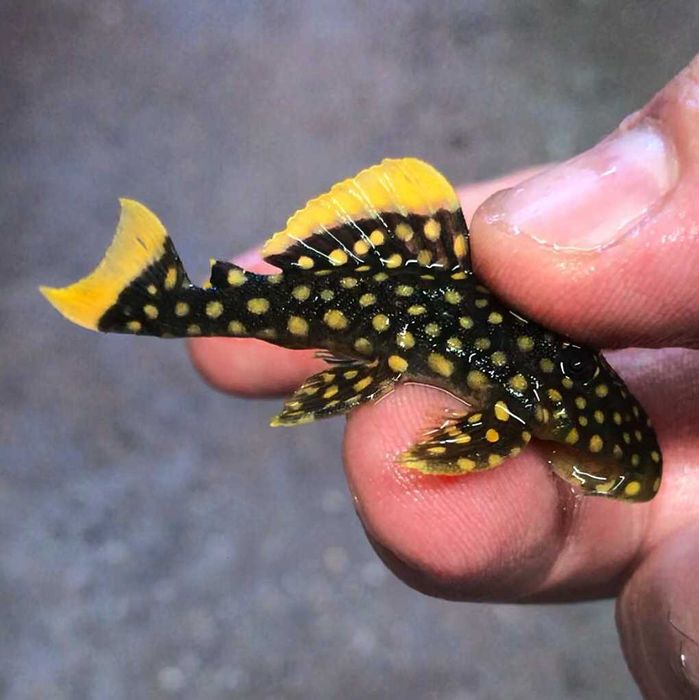 Zbrojnik L081 L-018 Golden Nugget Pleco Baryancistrus xanthellus Pawik.pl Karolina Park
