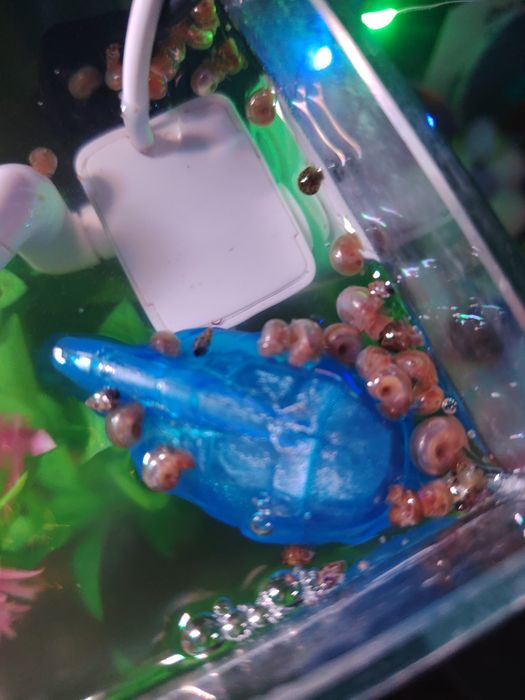 Ślimaki zatoczek różowy.