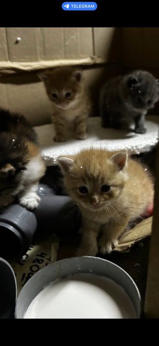 Котики у добрі руки