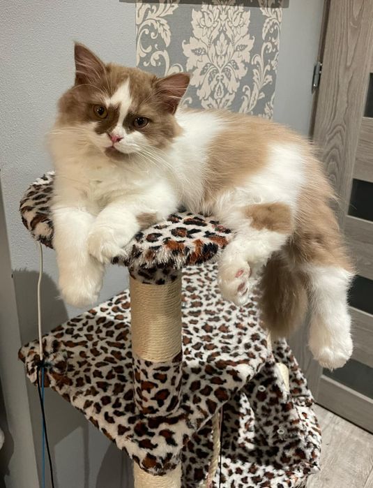 Kocur brytyjski na kolanka