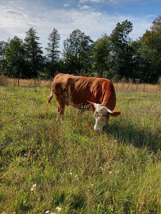 Jałówka simental wysokocielna