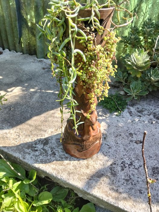 Vendo plantas bonitas apartir de 10€