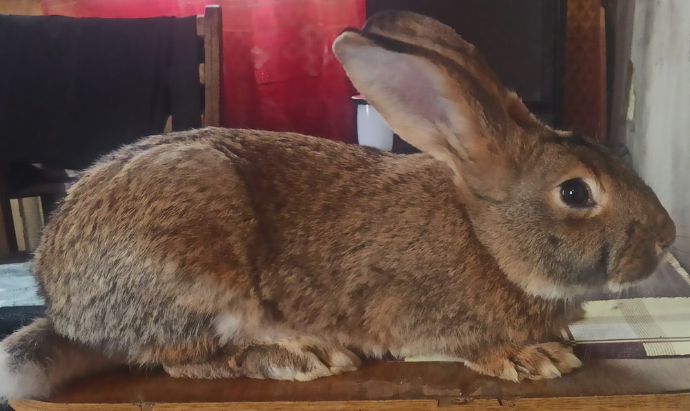 Продам молодих кроликів