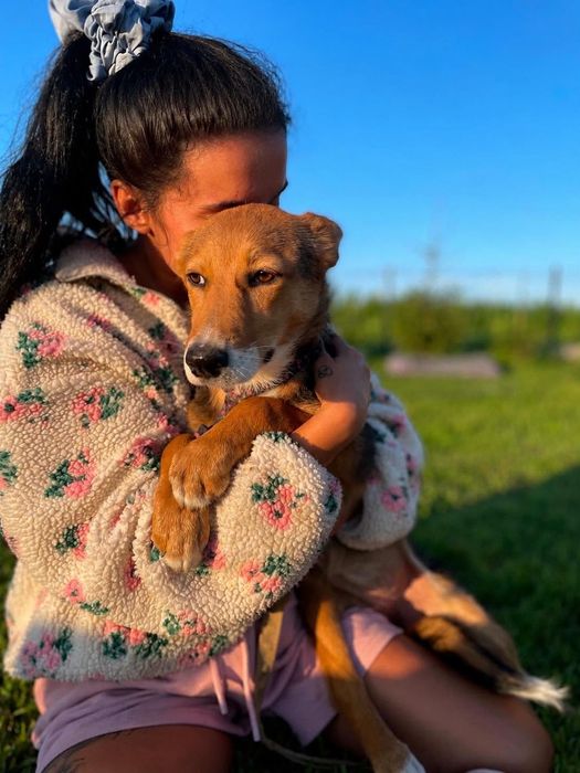 Tola sunia do adopcji
