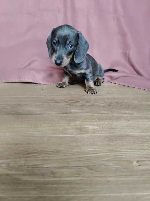 Teckel blue disponível