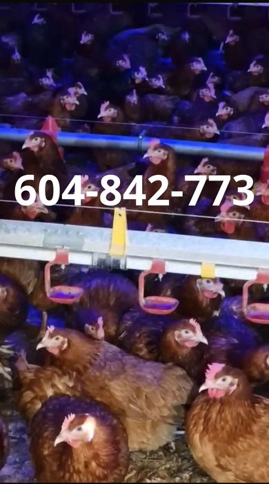 Kury Nioski, Młode, Rosa, Tęczówki, Dominant, Czubatki, hurt/Detal