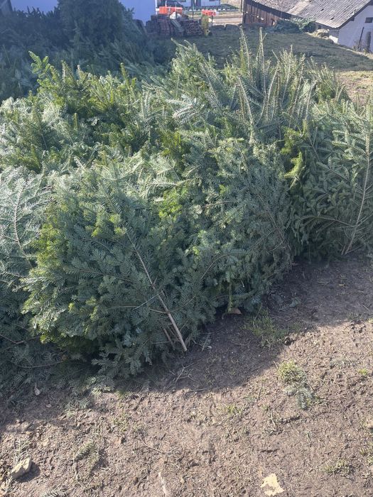 Gałęzie jodłowe !Stroisz jodłowy