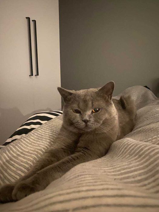 Kot kocur brytyjski reproduktor krycie / cena 500 zl