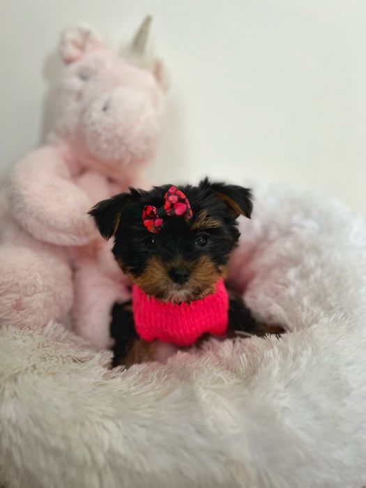 Мікро дівчинка йорк