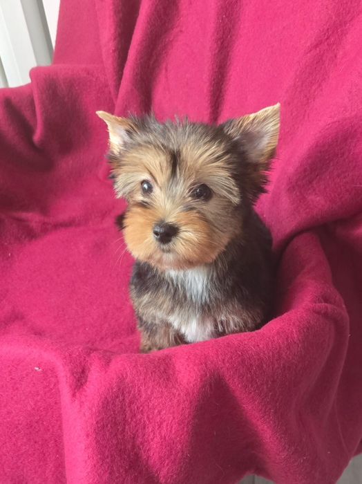 Suczka Yorkshire terrier
