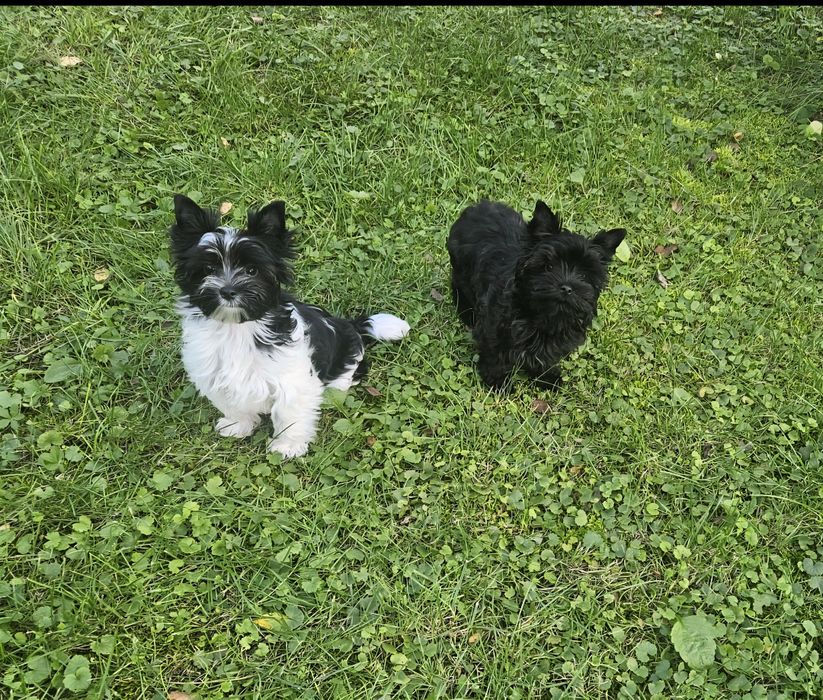 Piesek Yorkshire Terrier badania DNA