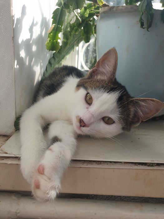 Допоможіть знайти дім кицюні!