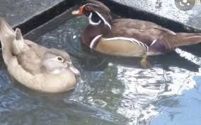 Patos mandarins, carolinos,