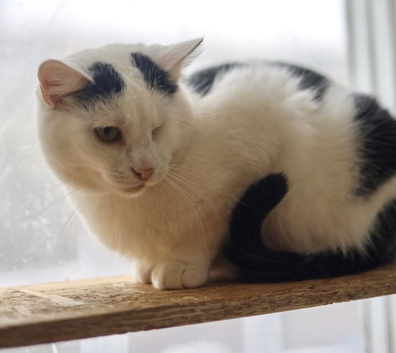 Котик Нильс 1 год, кот с одним глазом, милаш