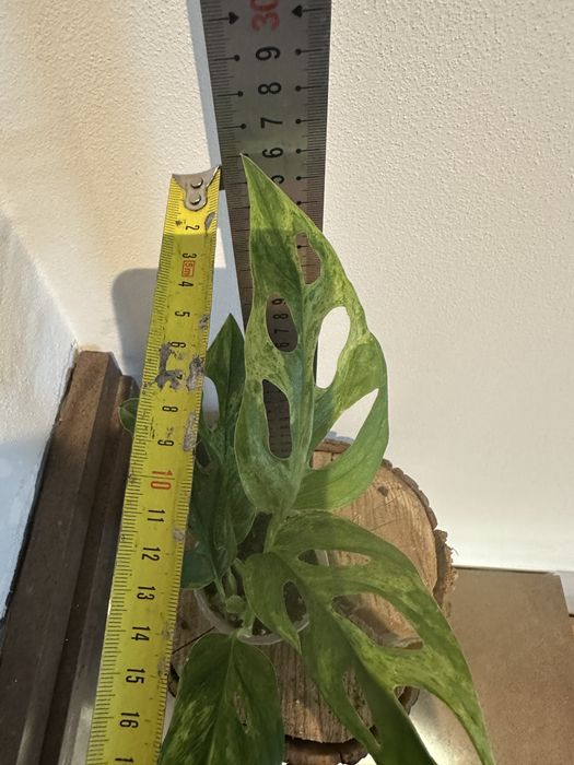 Монстера Monstera Adansonii Mint Indonesia.