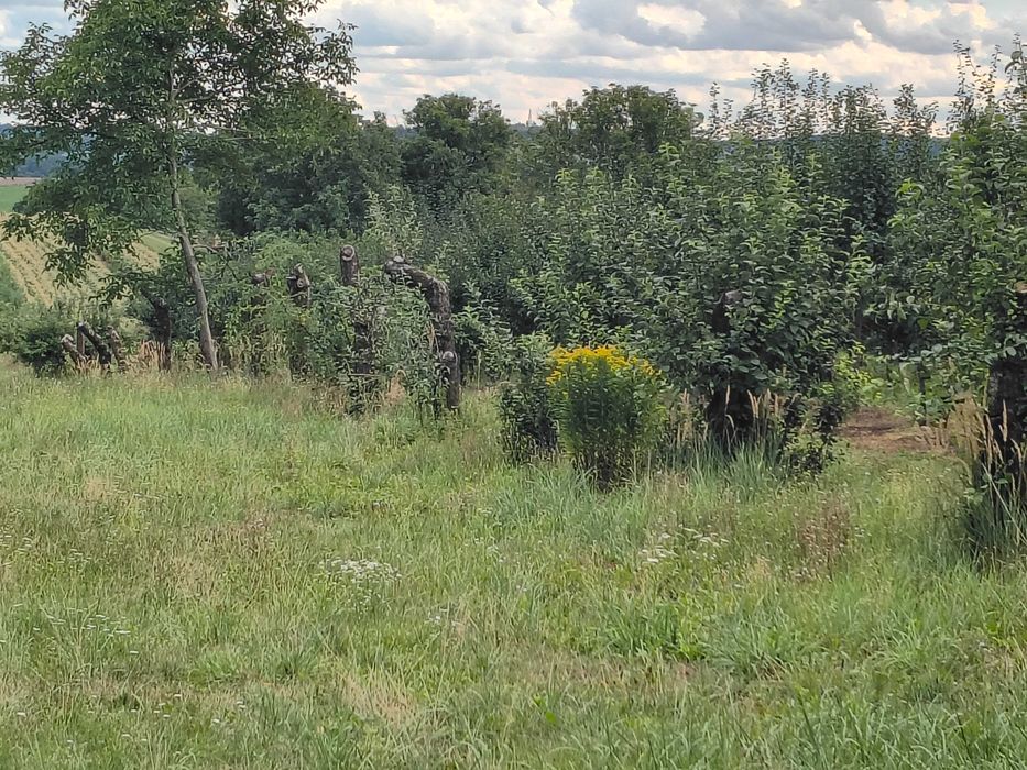 Drewno opałowe, jabłonie do wyrwania
