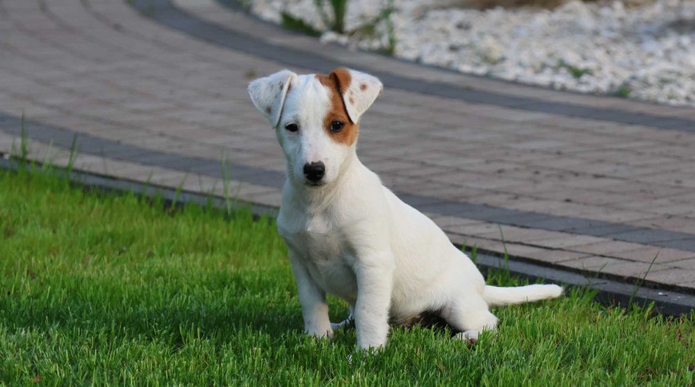 Oryginalny Jack Russell Terrier z hodowli BREFIO/badania genetyczne