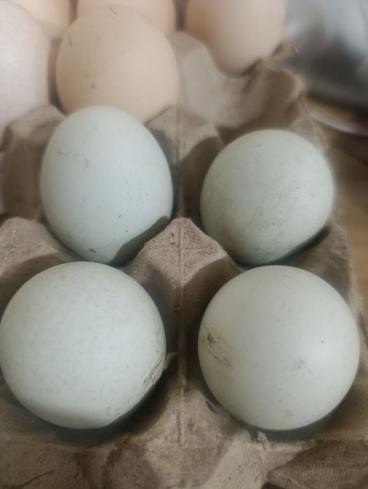 Ovos de galinhas aroucana para incubação