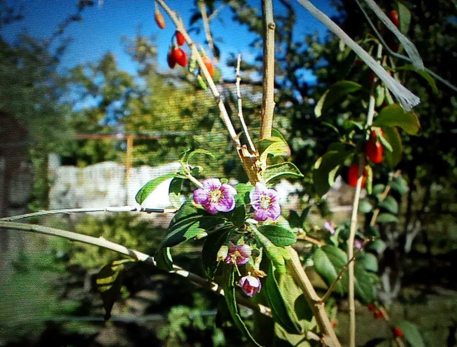 Годжи, сорт Сахарный Гигант