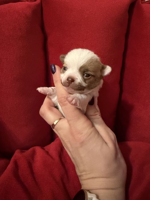 Chihuahua piesek mini długowłosy