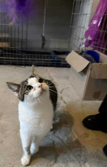 Laruś młody kocurek do adopcji