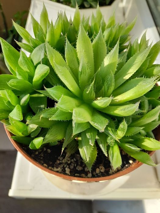 Хавортия , гастерия ...суккуленты, Хлорофитум