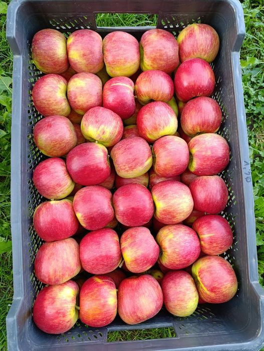 Sprzedam jabłka odmiany Szampion, Jonagored, Prince, Idared, Golden