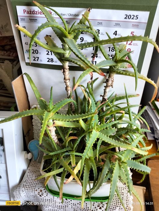 Rodzinka aloesów w jednej doniczce