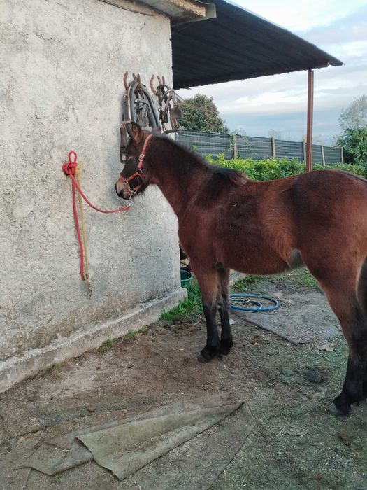 Pônei cruzado de Welsh