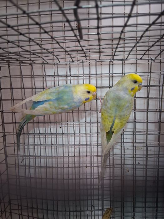 SÓ HOJE Casalinho de piriquitos arco íris