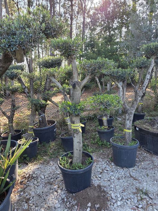 Oliveiras de vários portes / Bonsai