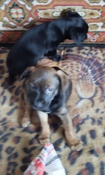 Щенки в добрые руки