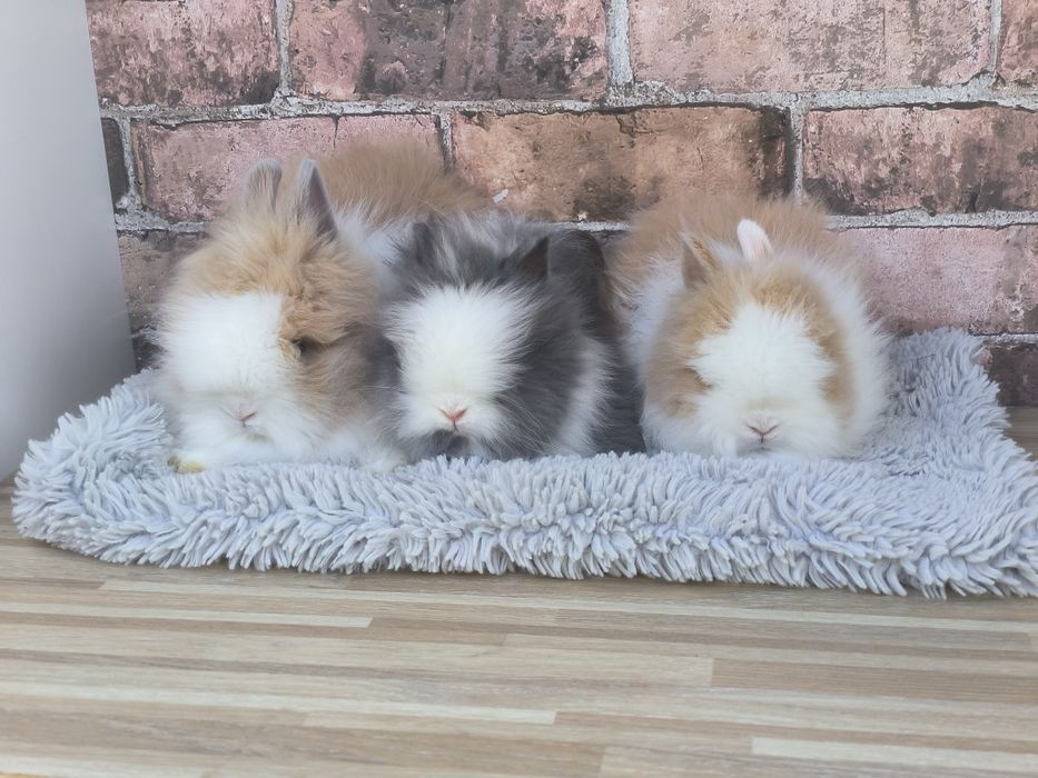 Króliczki karzełki Teddy mini króliki metryka
