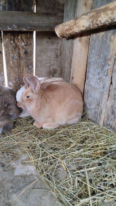 Продаються Кролики