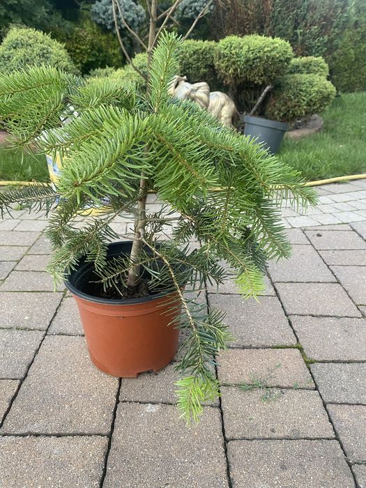 Iglak ozdobny 50 cm
