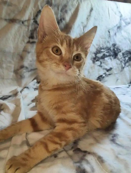 !! Kokos do pilnej adopcji!!